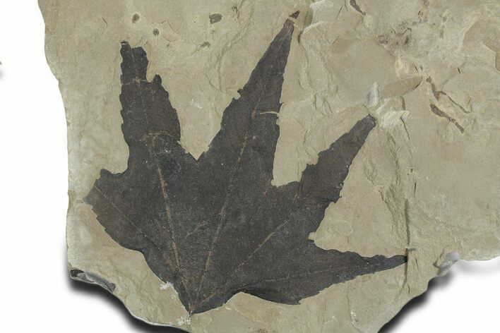 Fossil Sycamore (Macginitiea) Leaf - Green River Formation, Utah #356069